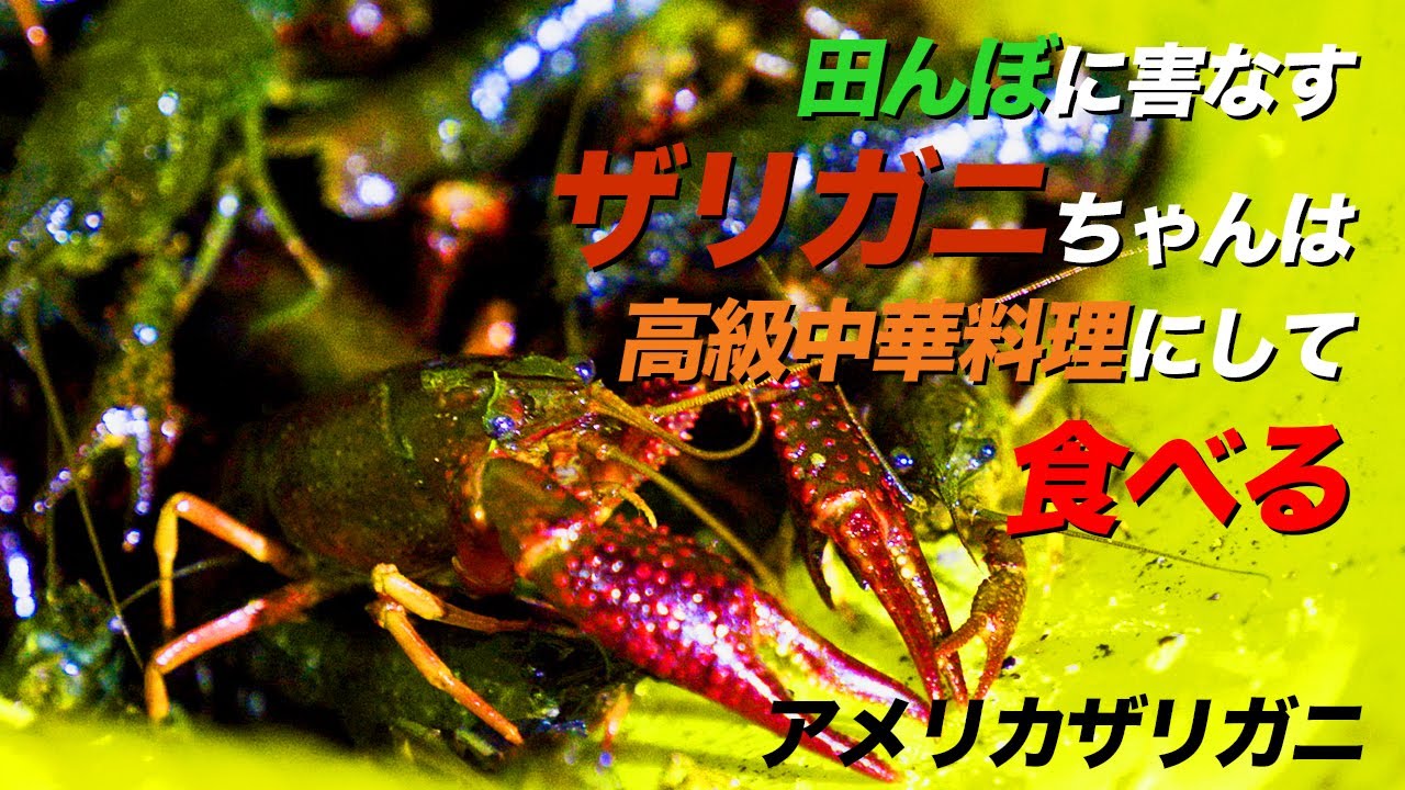 【超絶美味】高級食材アメリカザリガニを中華で食べる