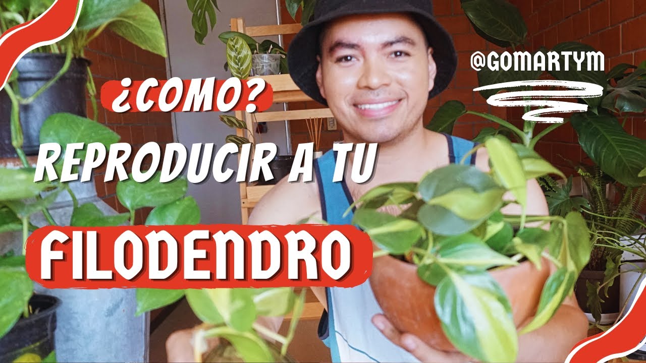 Como propagar philodendron