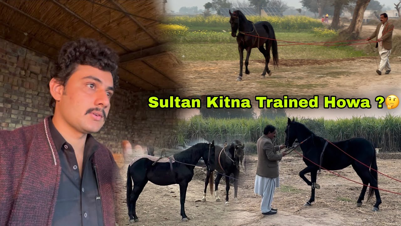 Sultan Kitna Trained Howa || Riding Kab Start Karni || Chal Baaz Sultan ❤️😍