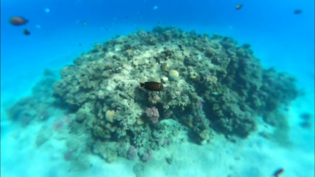 Tartaruga Mar Rosso