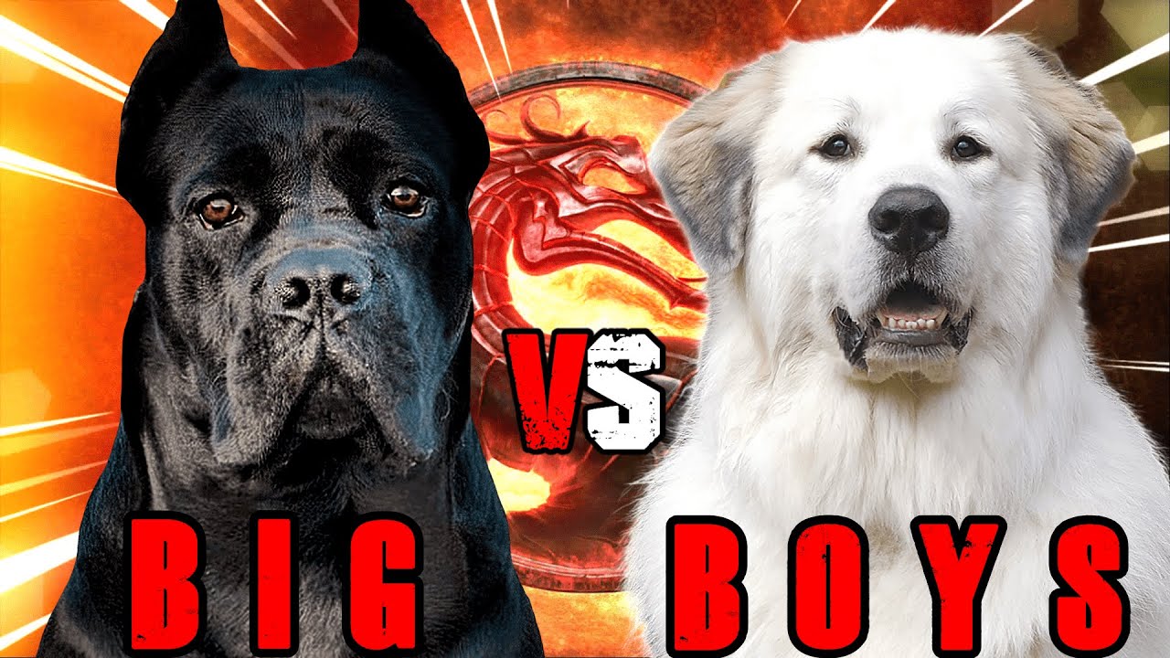 Cane Corso vs Great Pyrenees | Great Pyrenees vs Cane Corso | Powerful Guard Dog? | Billa Boyka |