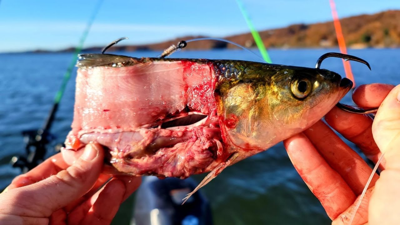 We Tossed MASSIVE BAITS Into a 100 Foot ABYSS and Hooked Multiple MONSTERS!
