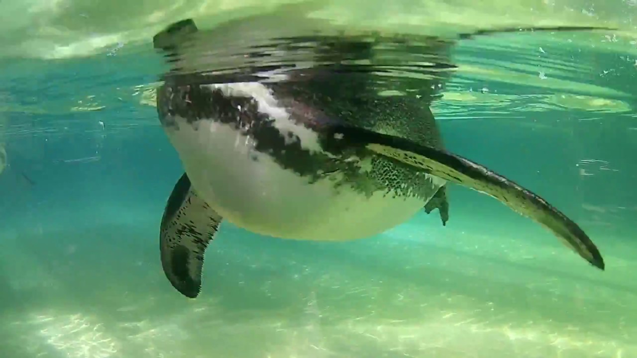 Ny&iacute;regyh&aacute;za S&oacute;st&oacute; Zoo 2017