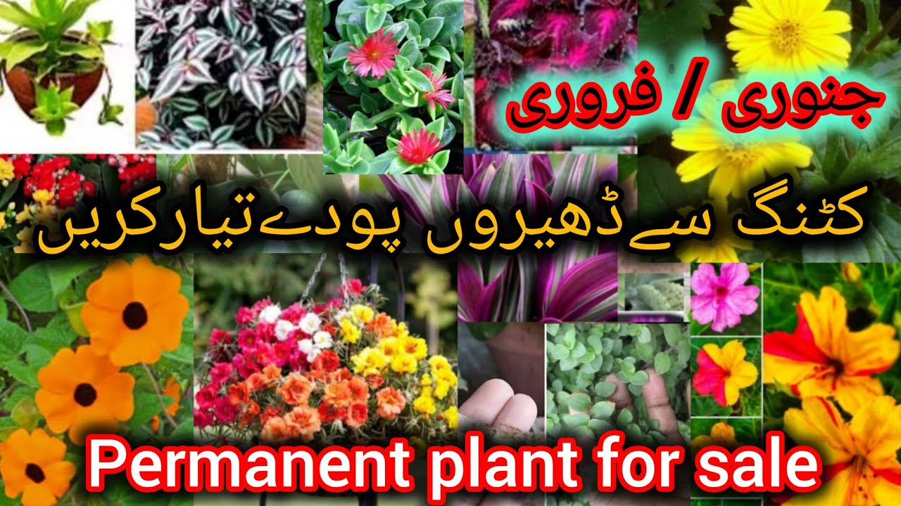 Permanent Plants Grow From Cutting In January/grow plants by cutting fast...