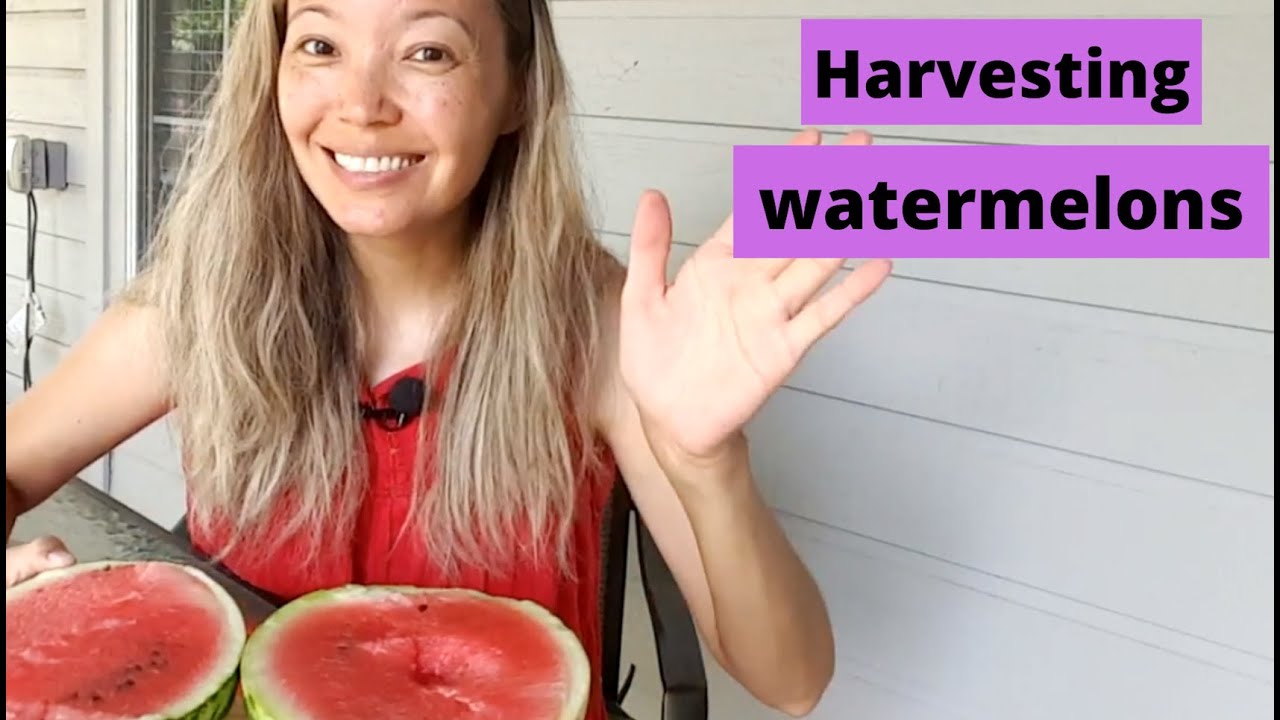 When to HARVEST WATERMELONS