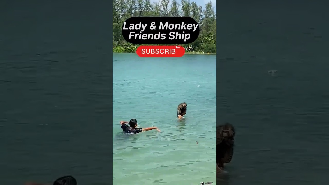 Lady & Monkey baby friends ship 