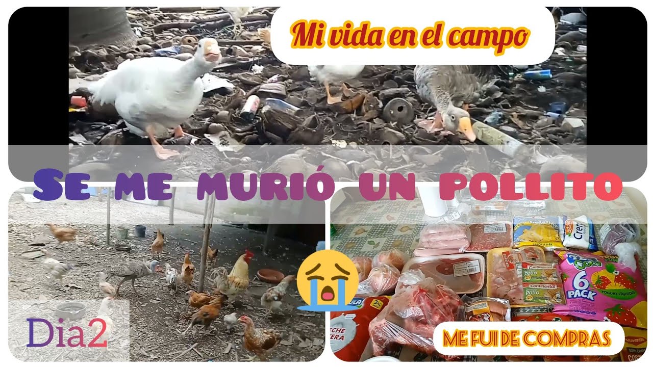 Fallé como granjera se me murió un pollito 😢/ Mi vida en el campo #Dia2