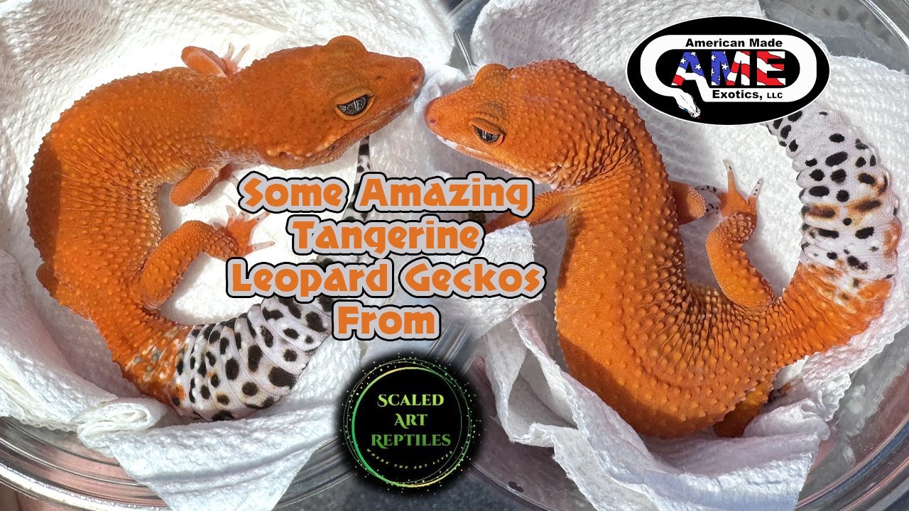Some Amazing Tangerine Leopard Geckos From Scaled Art Reptiles v93 AME