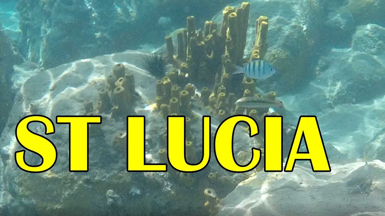 What an AMAZING day of snorkeling in St Lucia!