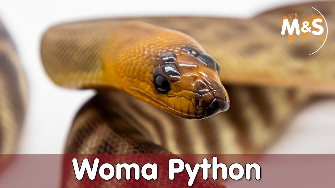 Woma Python | Aspidites ramsey