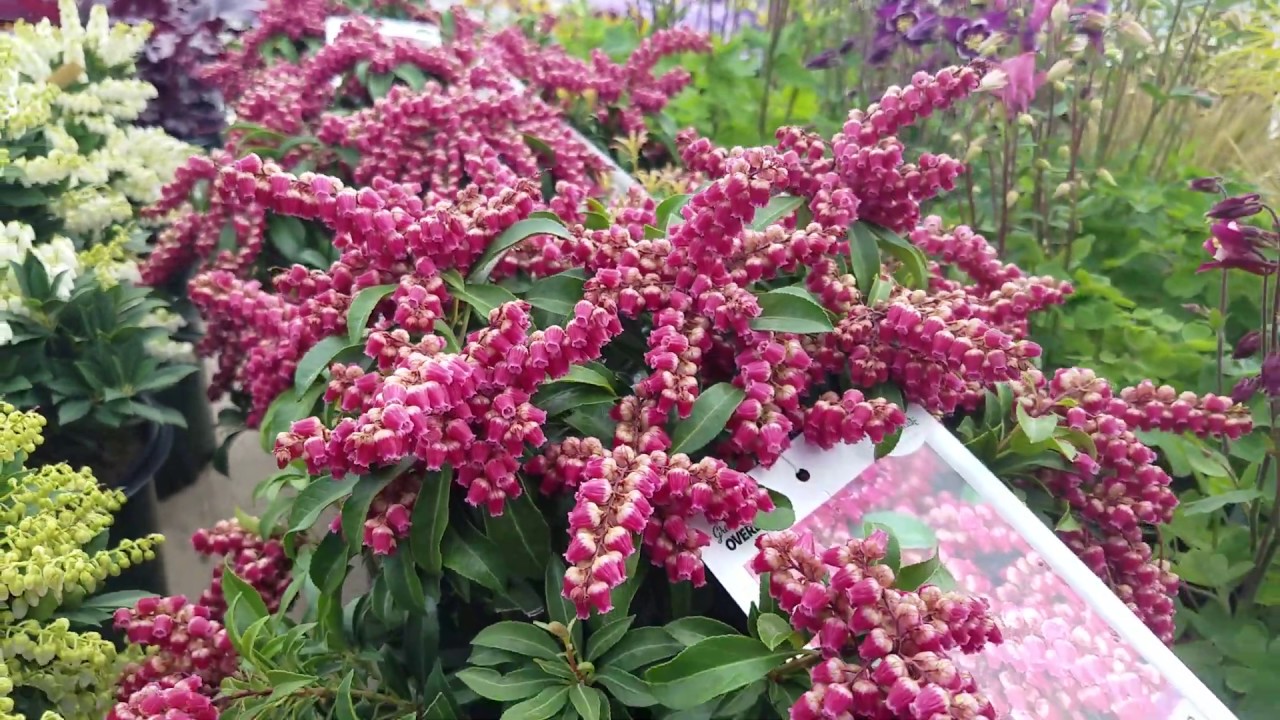 Pieris 'Dorothy Wycoff', 'Cavatine', & Passion Party™ 'Passion' (Japanese Andromeda)