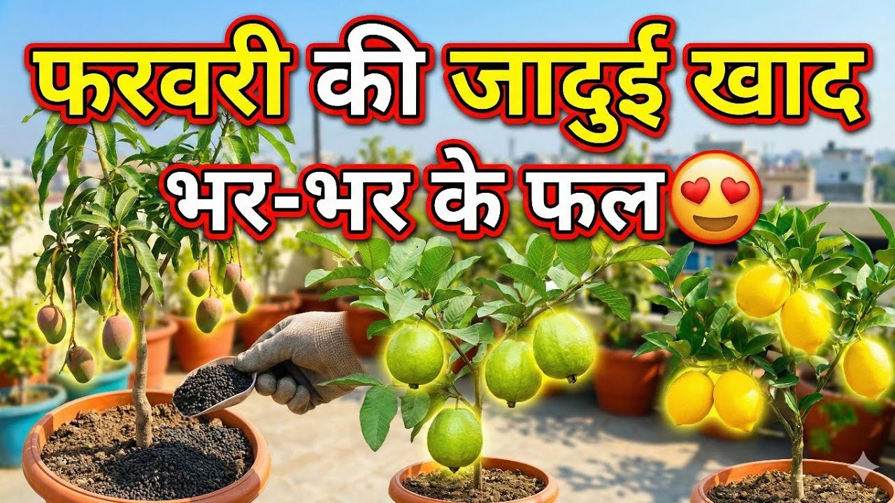 February Special Fertilizer Tip 🥭 | फलदार पौधों के लिए बेस्ट खाद