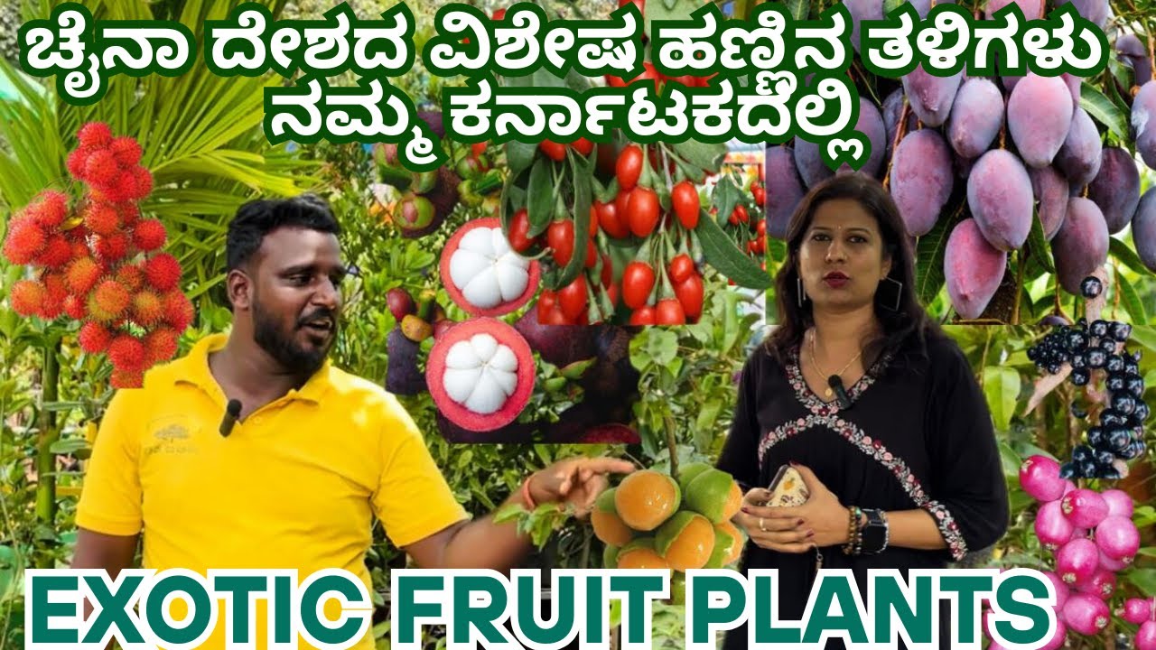 ಚೈನಾ ದೇಶದ ವಿಶೇಷ ಹಣ್ಣಿನ ತಳಿಗಳು ನಮ್ಮ ಕರ್ನಾಟಕದಲ್ಲಿI EXOTIC FRUIT PLANTS I ANJANADRI NURSERY I BENGALURU