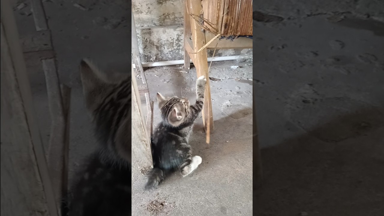 Sayang kucing B111 