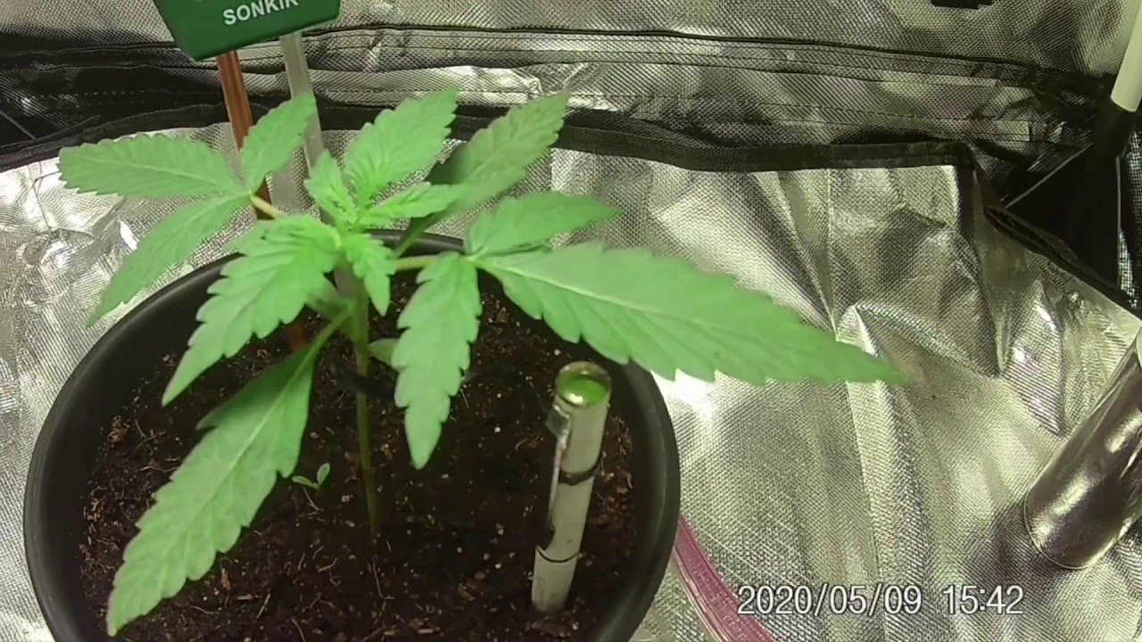 Smoothie Auto - Autoflower Timelapse - Week 3