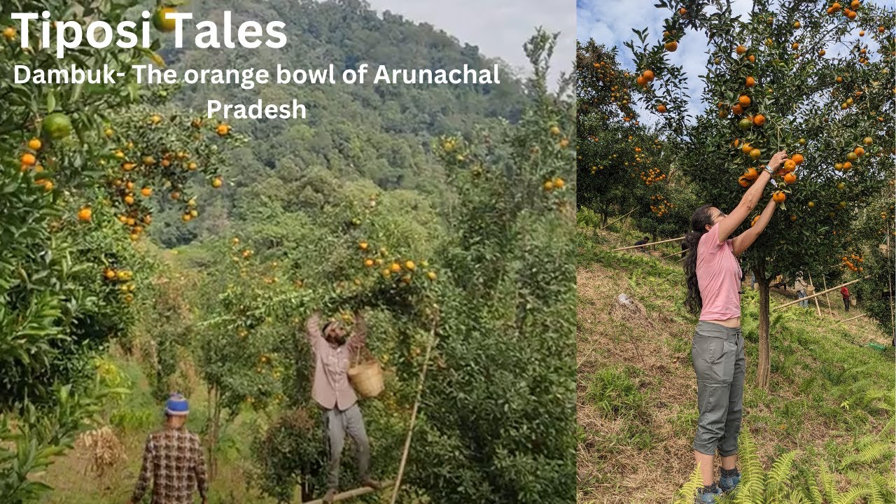 Dambuk-The orange - bowl Arunachal Pradesh | NorthEast India