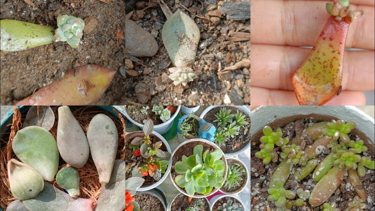Succulent care and Propagation for beginners 🌵How to grow a healthy Succulent😍 #succulent 