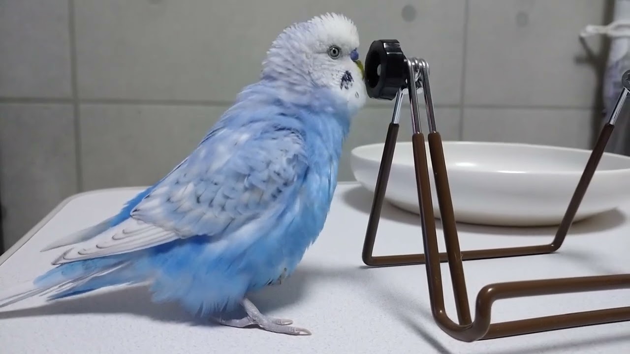 歌います #セキセイインコ そうちゃん