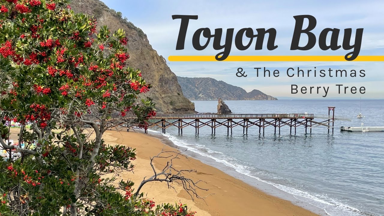 TOYON BAY -  the Christmas Berry Tree (Toyon - Heteromeles arbutifolia). Sailing Catalina Island