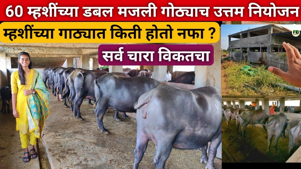 सर्व चारा विकतचा घेऊन कस चालत म्हशींच्या गोठ्याच नियोजन ? | Buffalo dairy farm in maharashtra