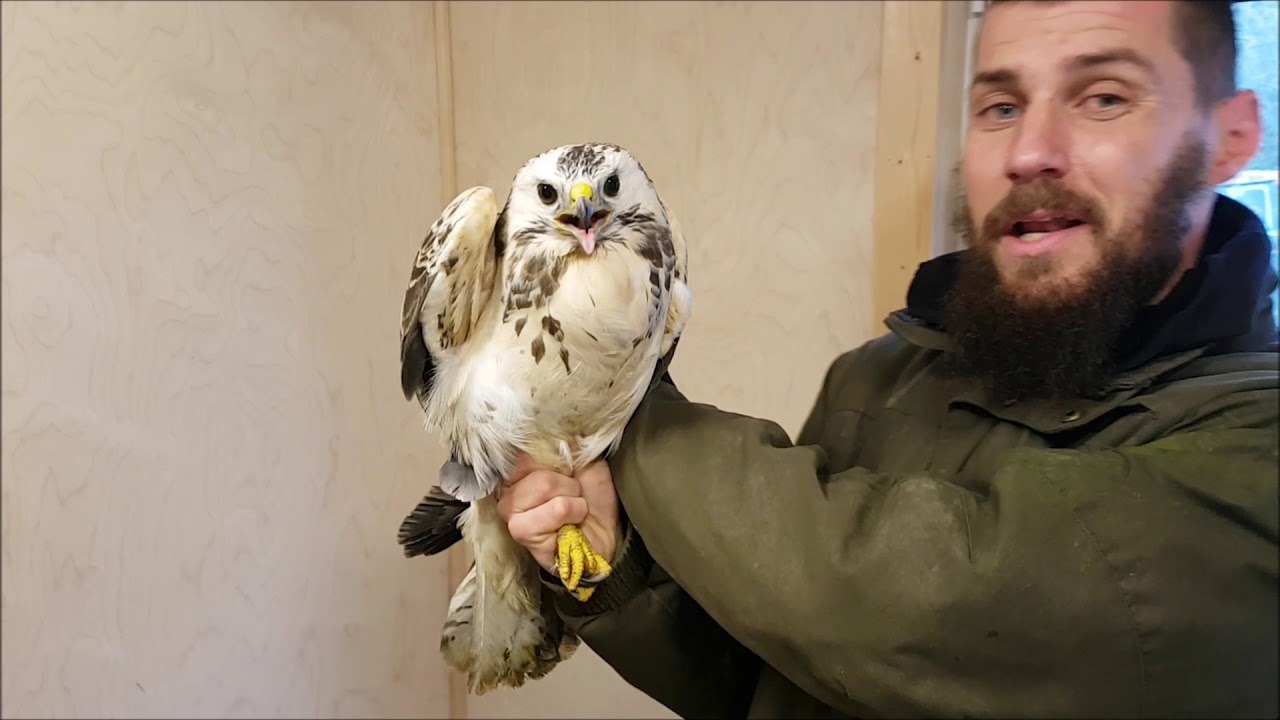 NaturNørd 69. Mega flot rovfugl i hånden.