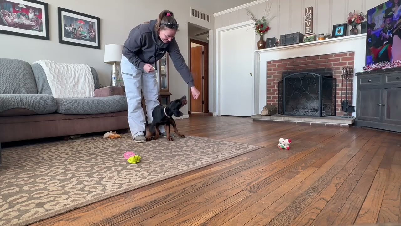 Arlo | 10 Week Old Doberman | Puppy Training | Obedience Training | Distraction Training