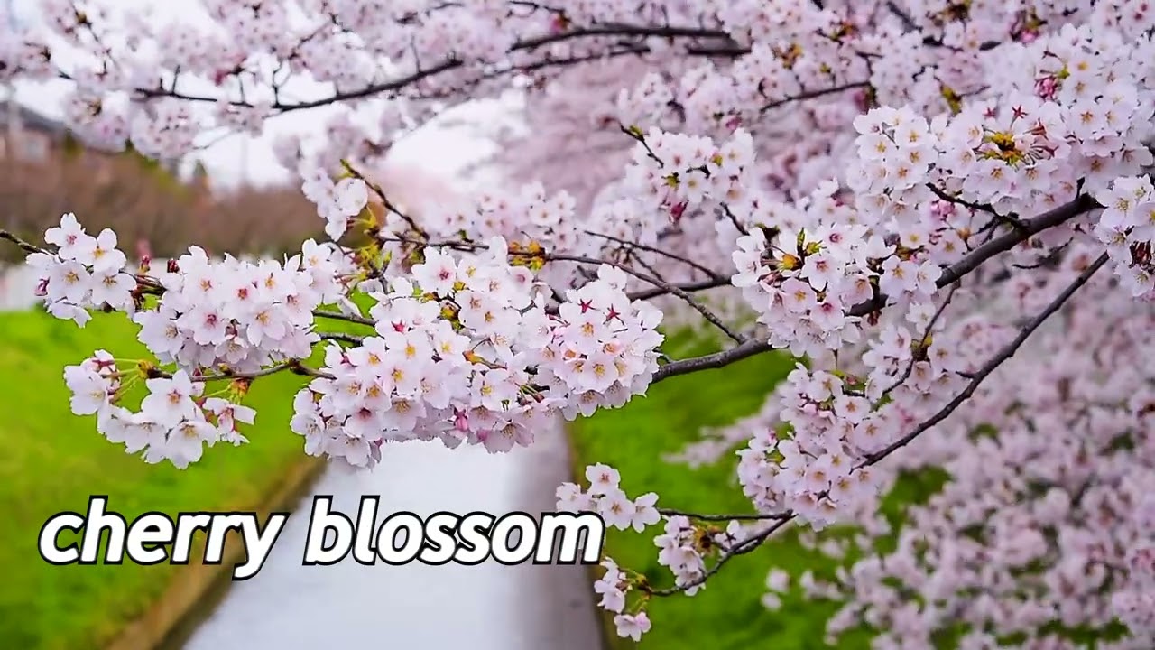 Cherry Blossom – Japan Season | Copyright Free BGM