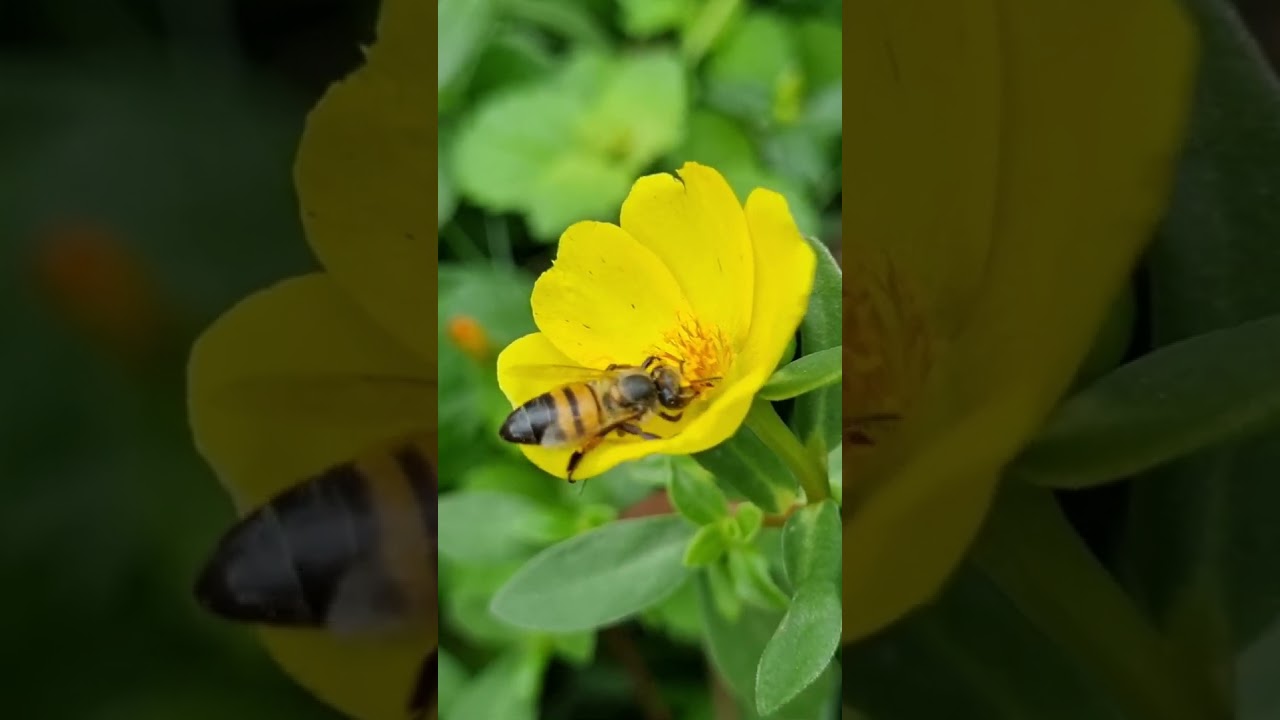 Bee bathing in the nectar of of a Portulaca flower. #flowers #suculentas succulents #plants #nature.