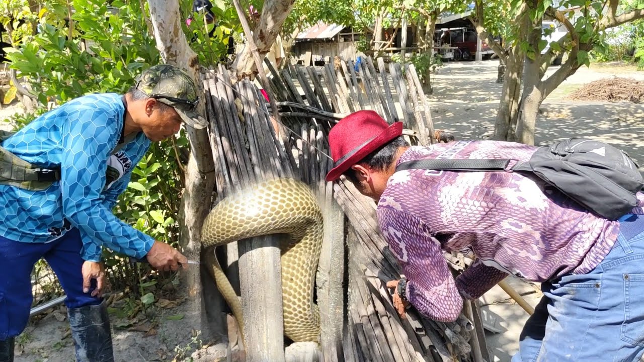 COBRA SUMIKSIK SA MGA KAWAYAN | J COBRA | VENSON COBRA