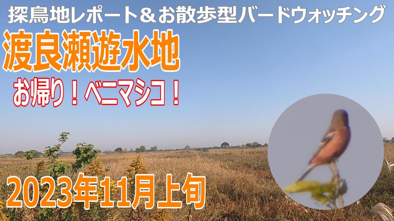 渡良瀬遊水地の探鳥地レポートです　ベニマシコ・オオジュリン・アリスイまで！　2023年11月上旬