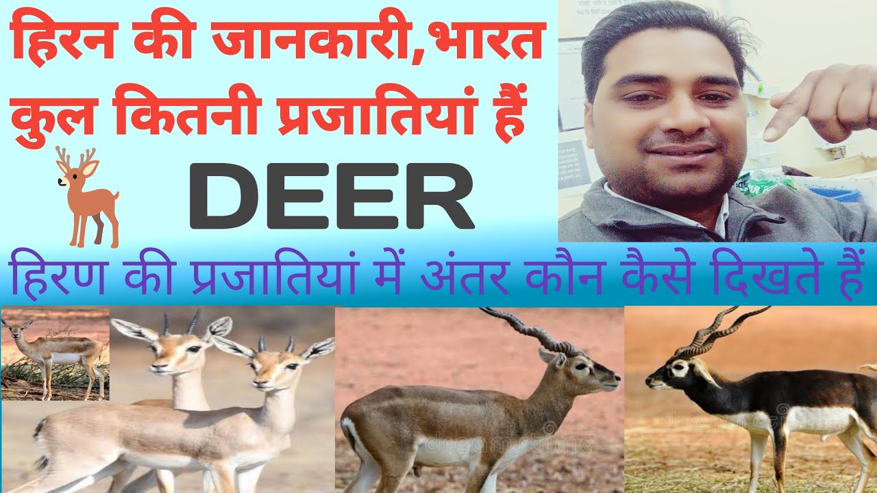 हिरण की रोचक जानकारी?।Complete information about deer. हिरण की कुल कितनी प्रजातियां हैं। भारतीय हिरण