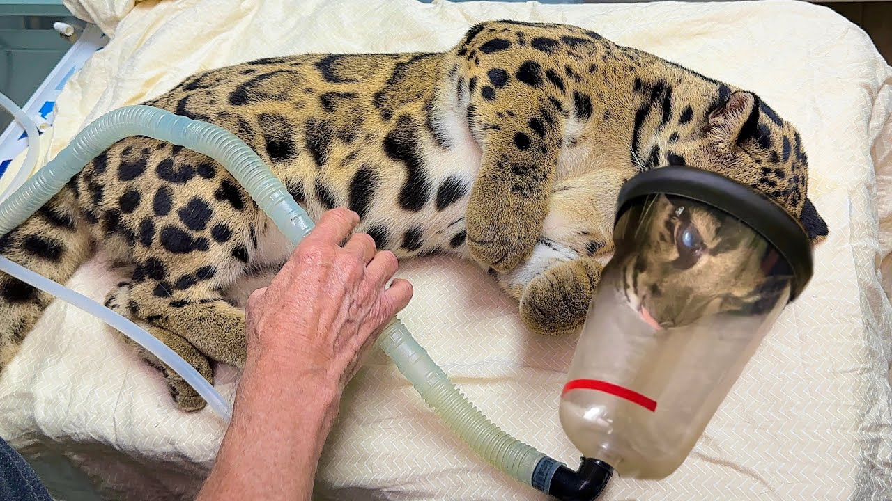 SOMETHING IS WRONG WITH MY LEOPARD !