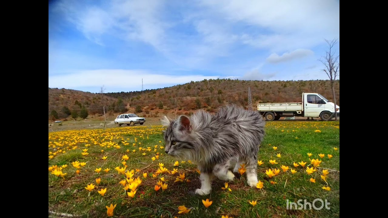 AHIRLI İLCEMİZ BARTLI YAYLASI ÇİĞDEMLER REŞATCAN ÇİFTÇİYE SELAMLAR ADANA SARICAM İNCİRLİR