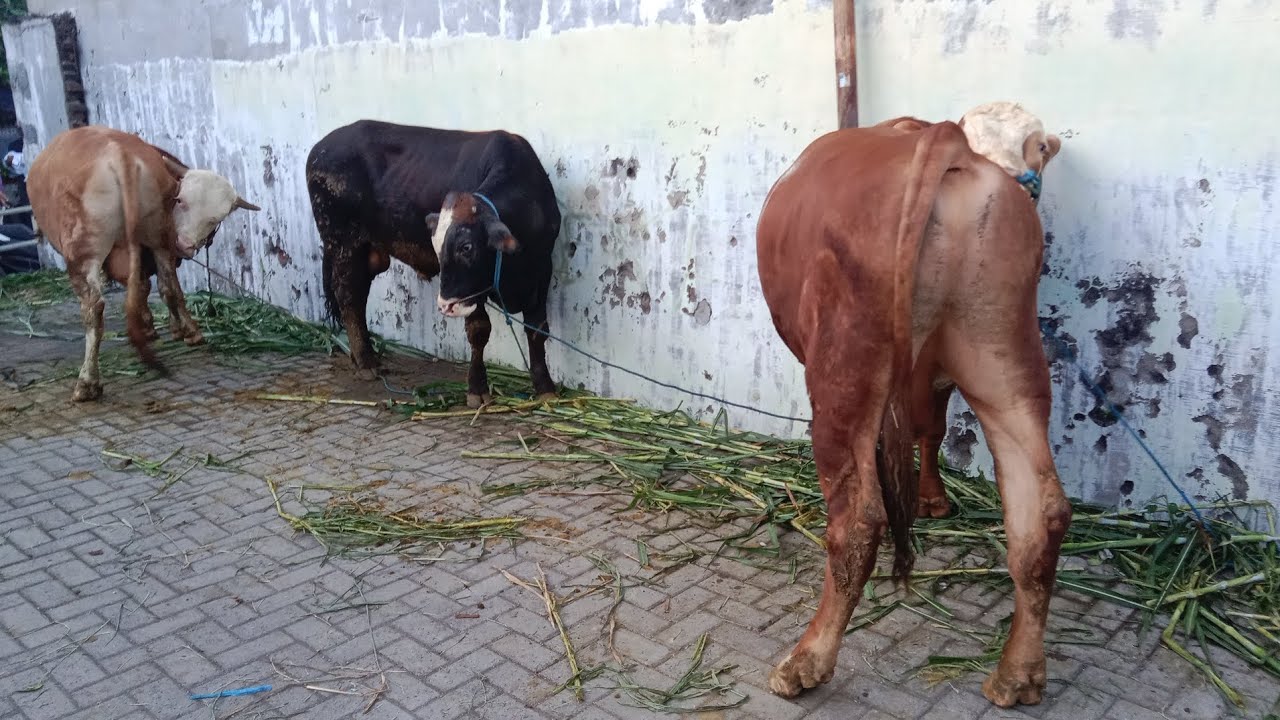 Idul adha 1445 H. Sapi qurban di masjid sabilul muttaqin jalan bronggalan sawah timur 1 Surabaya