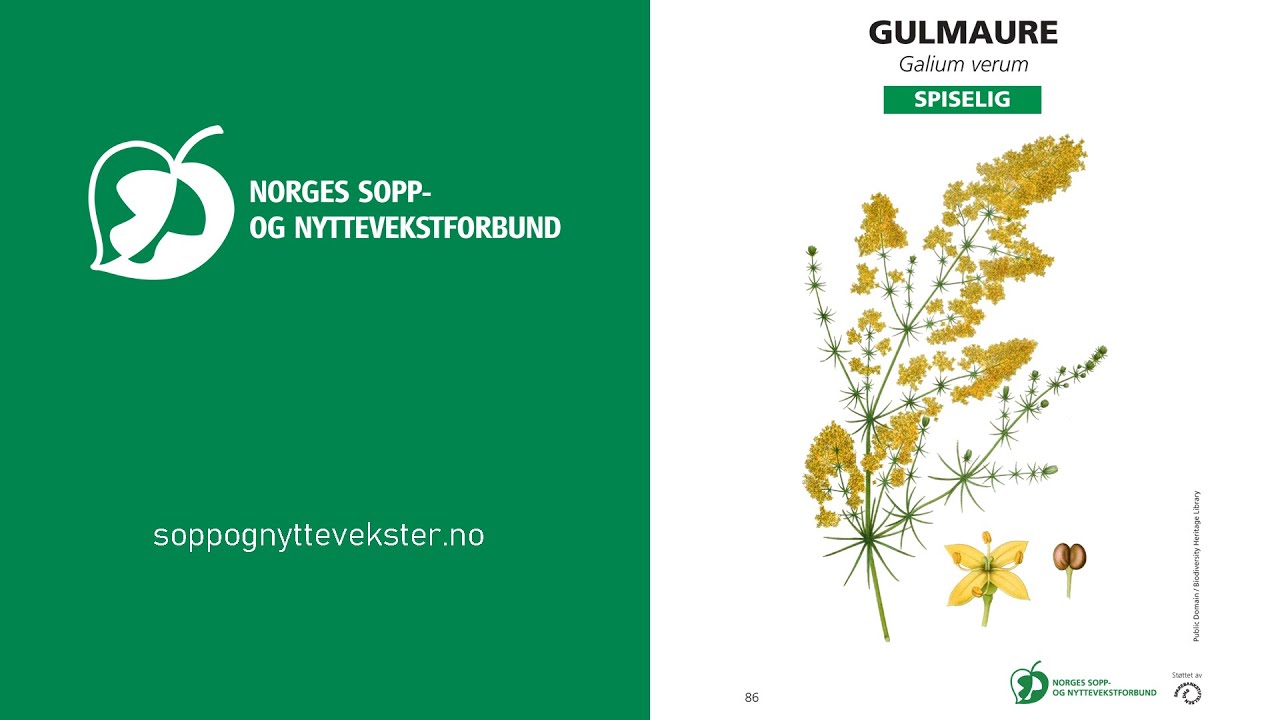 Gulmaure - NSNF artskunnskap