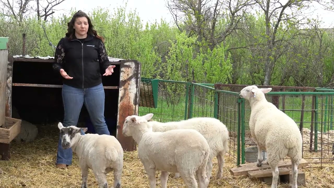 Sheep in Saskatchewan | Sheep Handling