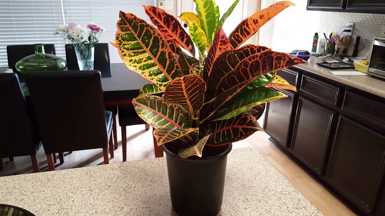 How to care for a Croton Plant | Donna Joshi
