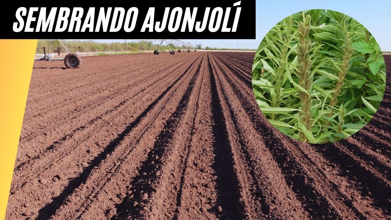 Ajonjolí en Pleno Verano: Todo lo Que Necesitas Saber para una Buena Siembra