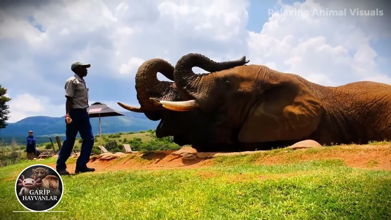 Relaxing Animal Visuals | 1 Hour Nature Compilation