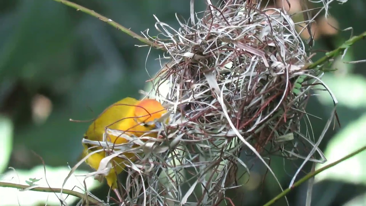 💥 03 beautiful natural view / yoga/ relief/RC meditation sound  students song for best studies music