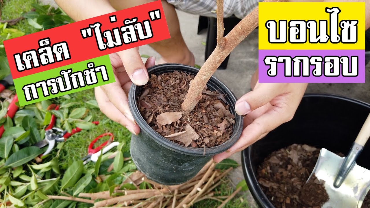 บอนไซ : การปักชำบอนไซ ให้รากรอบ | Bonsai