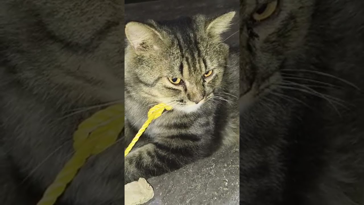 jimmi funny cats is live!