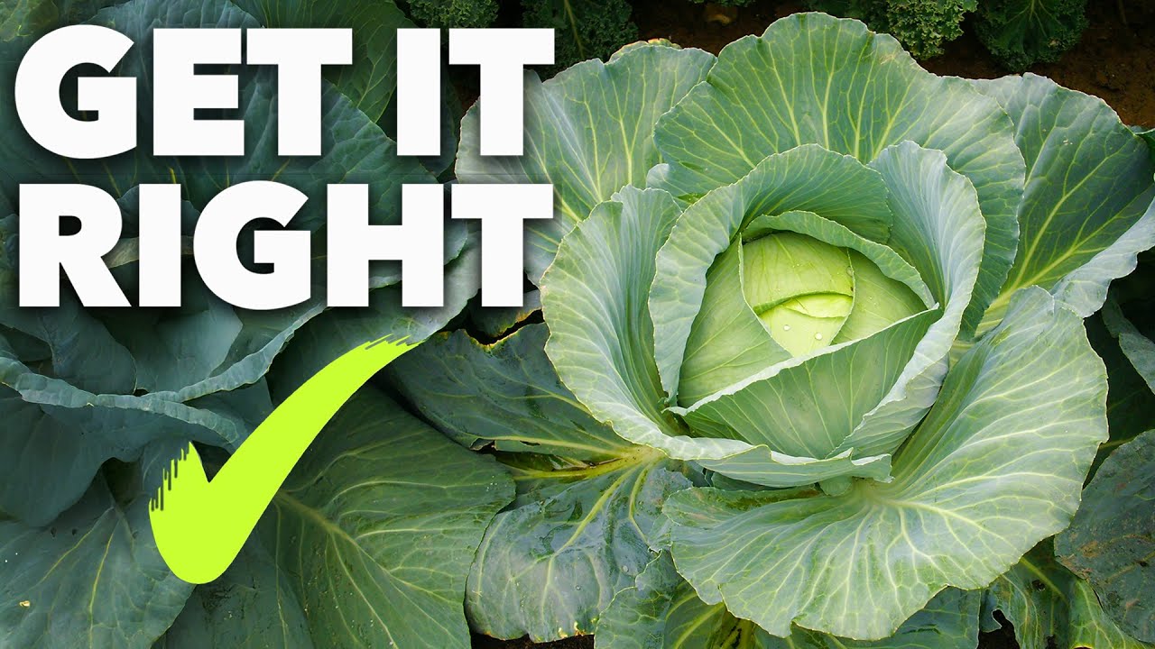 Cabbage Growing Masterclass: The Secret to Year-Round Harvests