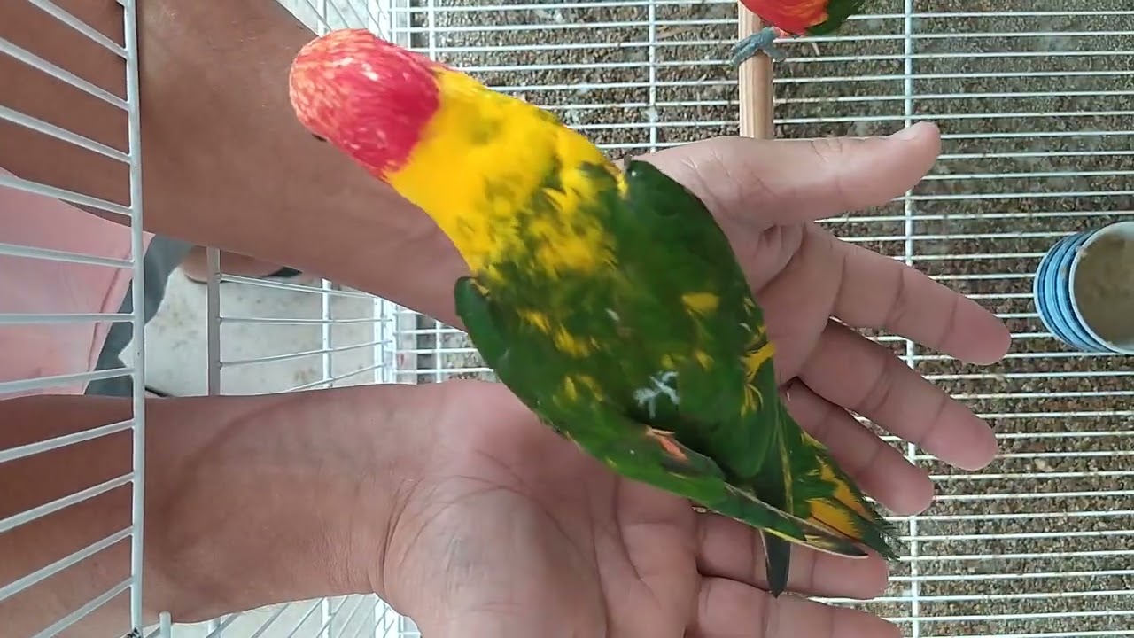 Casal de Lóris Molucanos - Fêmea Arlequim e macho comum.