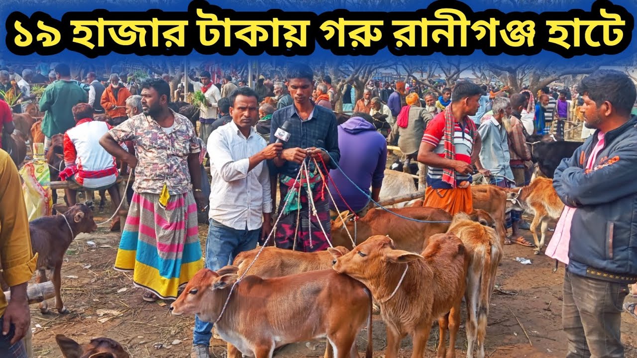 ১০ফেব্রুয়ারি২০২৬| শাহিওয়াল জাতের ষাঁড় বাচ্চা এবং বকনা বাচ্চা রানীগঞ্জ হাটে কত টাকায় বেচাকেনা হচ্ছে