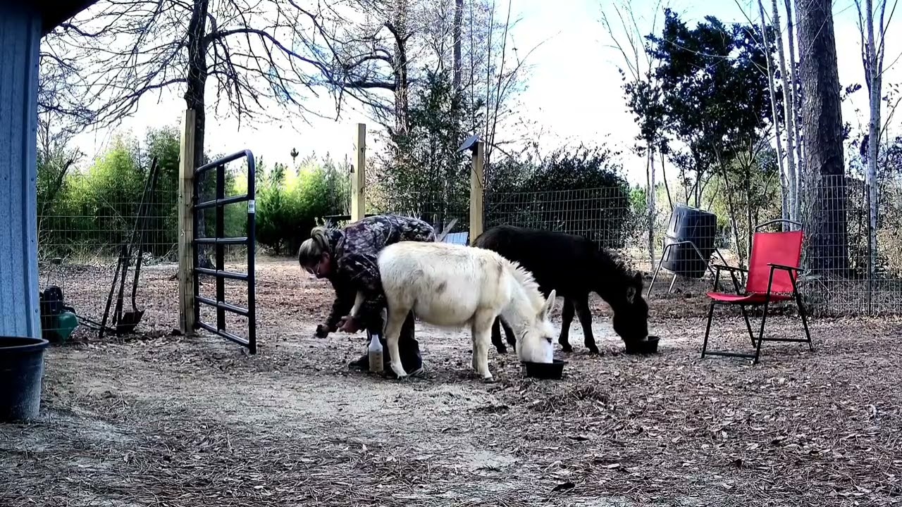 Donkey cam: Daisy and Grace eating and grooming