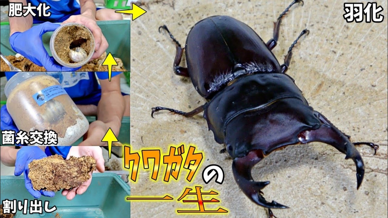 【完全版】オオクワガタの産卵から羽化までの365日〜2023〜