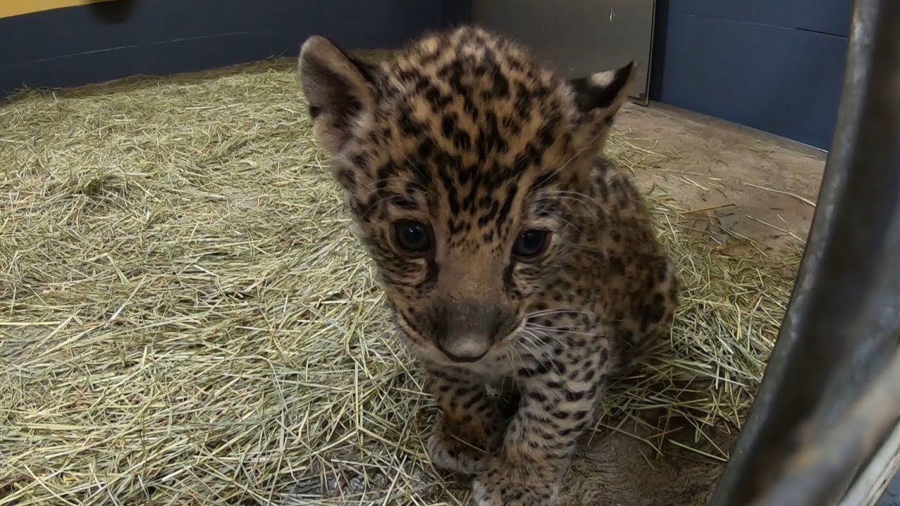 Cr&iacute;as de jaguar, vacuna y microchip