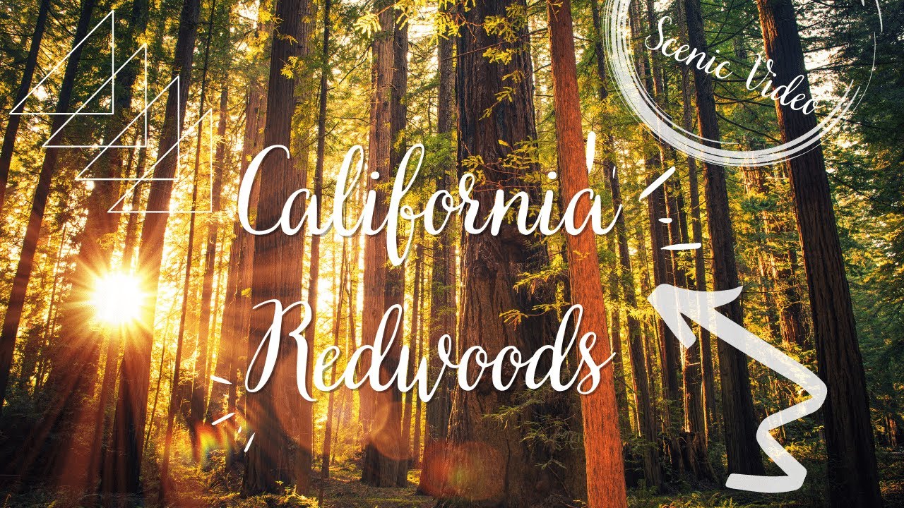California Redwoods - Scenic Nature Relaxing Video