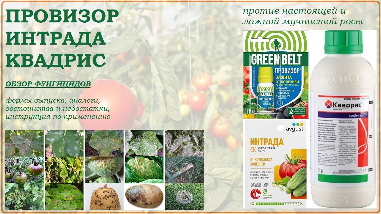 Провизор, Интрада, Квадрис -  хорошие средства от болезней овощей и винограда. Обзор фунгицидов 2025